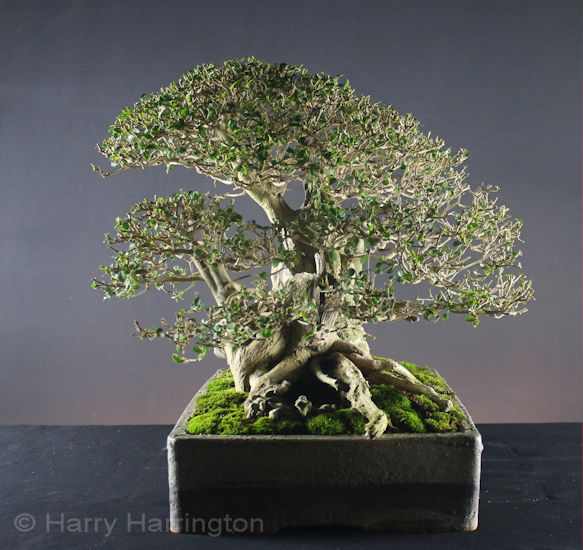 privet bonsai